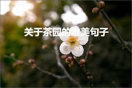 关于茶园的唯美句子（文案428条）